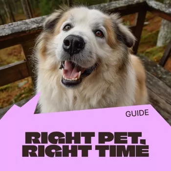 Adopt Without Regret: Right Pet, Right Time Guide